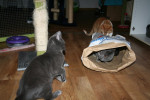 Puck, Rani en Niki